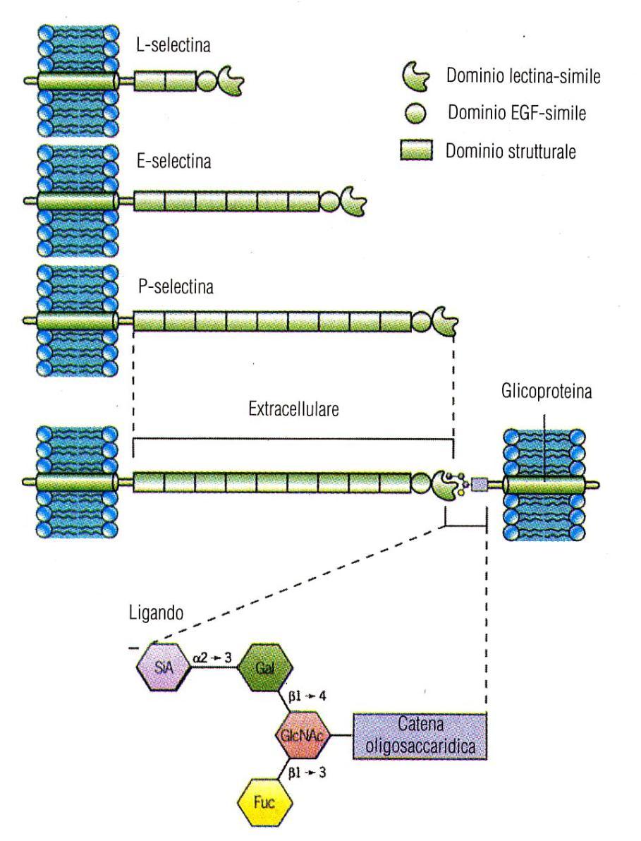 Selectine Esistono tre tipi di selectine: L-selectina, E-selectina e P-selectina.