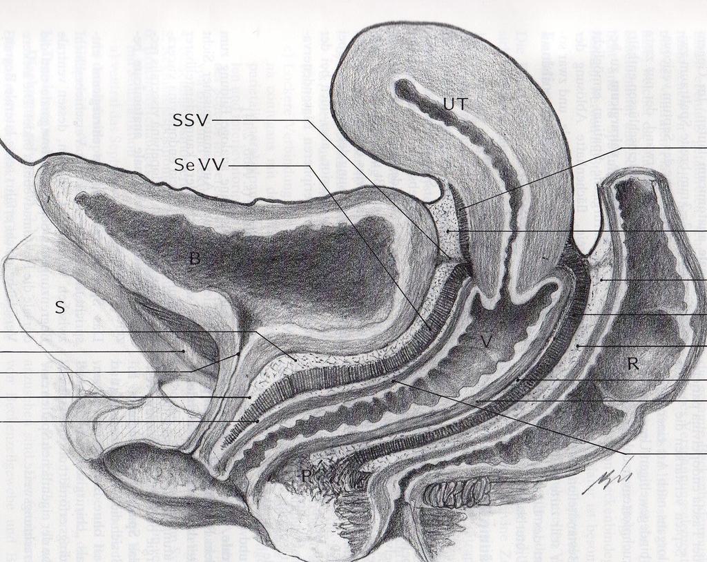 The pelvic