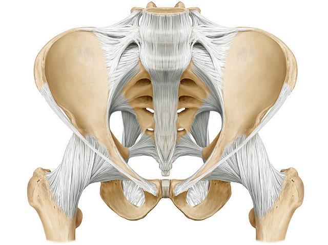 Le due ossa dell anca sono unite anteriormente per mezzo della sinfisi pubica, tramite un disco di