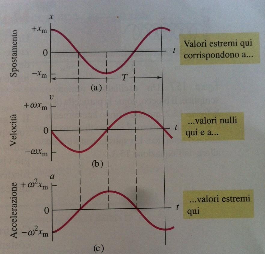 Accelerazione nel moto armonico semplice a(t) = dv(t)/dt = d/dt [-ωxmsen(ωt + φ)] ricordando che d/dx(senf(x)) = f'(x)cosf(x) a(t) = -ω2xmcos(ωt + φ) l'ampiezza dell'accelerazione è ω2xm nella figura