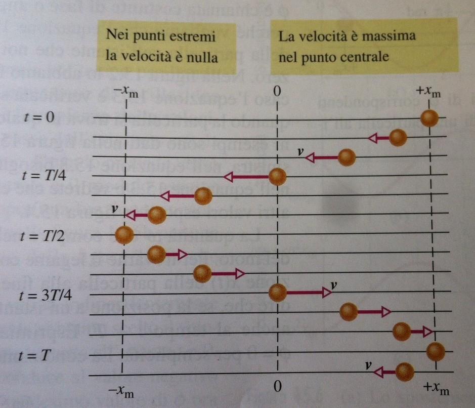 Moto armonico semplice : velocità in t=0, la particella si trova in x = +xm ed è ferma (v = 0) negli istanti successivi, la particella inizia ad aumentare la sua velocità in x = 0, punto centrale, la