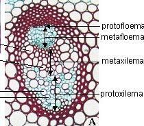 FASCIO VASCOLARE Xilema (LEGNO):