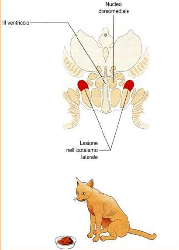 IPOTALAMO E REGOLAZIONE DELL