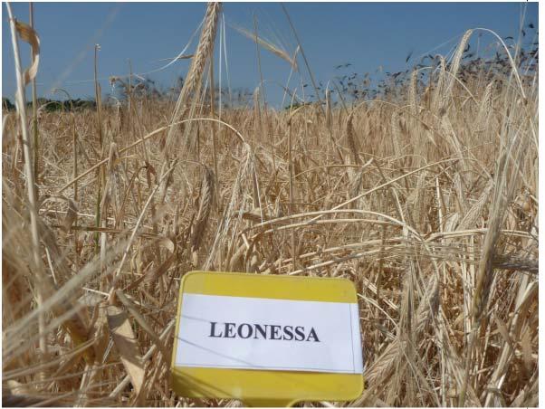 Genere: Hordeum Specie: Hordeum vulgare Nome comune: ORZO DA CAFFE Sinonimi accertati: Sinonimie errate: Denominazioni dialettali locali (indicare la località): Rischio di erosione: Data inserimento