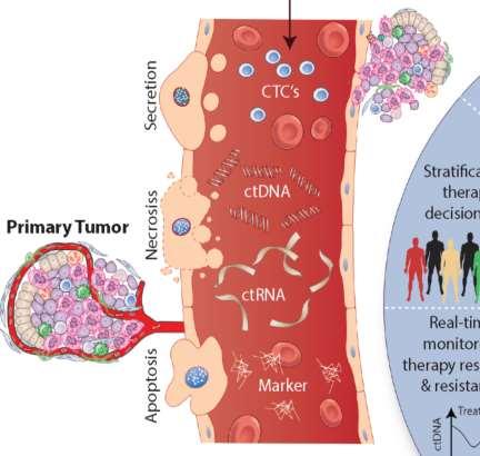 Biopsia liquida Definizione Tumor burden Componenti