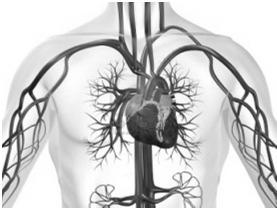 Sistema cardiovascolare MINERALCORTICOIDI Azione indiretta: Ipertensione arteriosa conseguente all'azione renale.