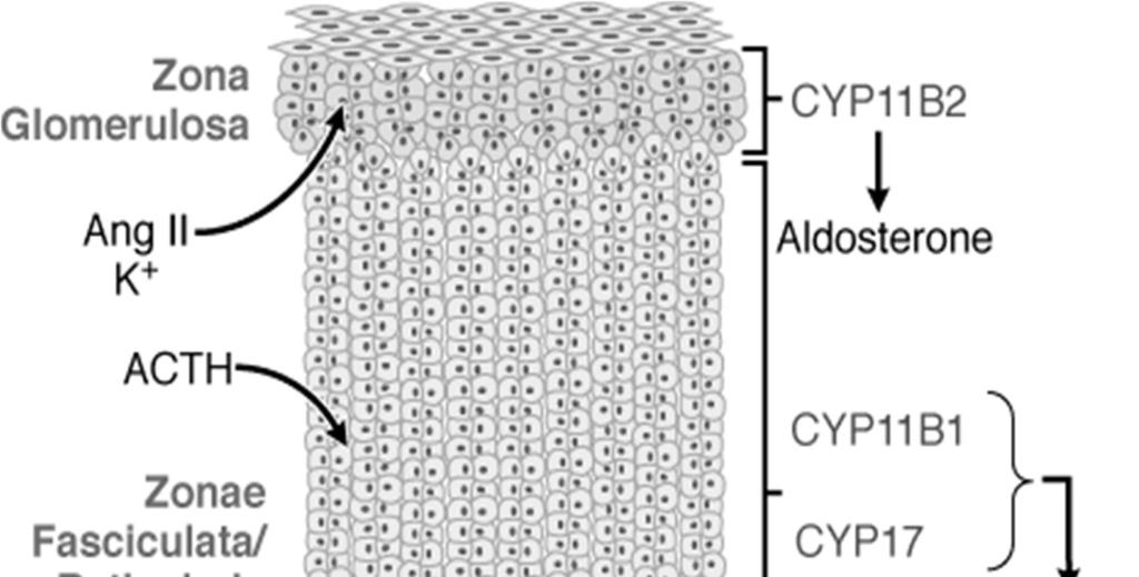 MINERALCORTICOIDI