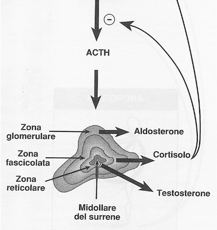 ASSE IPOTALAMO-IPOFISI- SURRENE (IIS) La secrezione di glucocorticoidi e regolata dalla liberazione ACTH (ormone adrenocorticotropo o corticotropina) e "corre" sul
