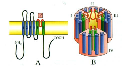 Il passaggio ionico attraverso i canali richiede un legame ad alta affinità con i siti della regione del filtro Filtro di selettività E il punto