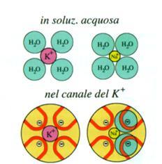 Ione Raggio anidro (Å) Raggio idrato (Å) Na + 0.98 2.91 K + 1.33 1.88 Cl - 1.80 1.