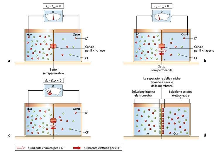 Il potenziale di membrana al