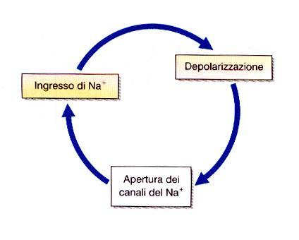 ciclo di