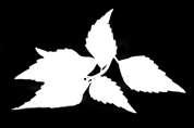 Acqua, Betulla (Betula pendula Roth.) foglie, Ortosiphon (Orthosiphon aristatus Miq.) foglie, Gramigna (Agropyrum repens P.