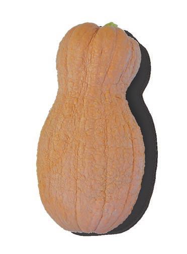 0 kg molto lunga very long Varietà standard a buccia liscia molto produttiva High yielding standard smooth rind variety Polpa arancio molto consistente e