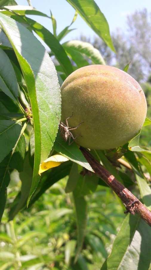 Cestari) Gommosi su frutticino dovuta alle punture della cimice (foto B.