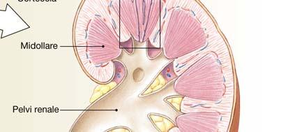 Anatomia funzionale del rene