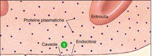 nelle cellule epiteliali del tubulo tramite endocitosi,
