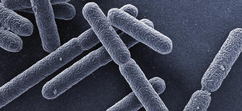 I microrganismi alterativi sono corresponsabili delle modificazioni biologiche che si manifestano nei prodotti alimentari e che li rendono non più commestibili, se non addirittura nocivi per l