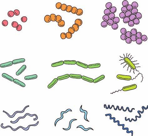 La parete cellulare può essere racchiusa all intero di una capsula, di natura polisaccaridica. Il citoplasma contiene anche gli organuli incaricati della sintesi proteica (ribosomi) e i plasmidi.