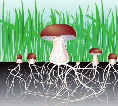 Le micotossine sono composti tossici che si formano in particolari condizioni di temperatura e umidità (specialmente a partire da organismi appartenenti ai generi Aspergillus, Fusarium e Penicillium)