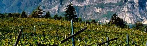 VARIETÀ DI VITE Produzione di uve in provincia di Trento nel 2017 QUINTALI PERCENTUALE SU TOTALE COMPLESSIVO Pinot grigio 352.557,50 33,91 Chardonnay 245.482,54 23,61 Müller Thurgau 95.