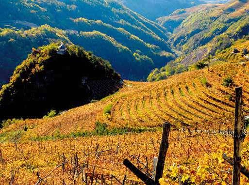 Valle di Cembra 1.3.5 Varietà di vite da vino coltivabili in provincia di Trento Con Deliberazione della Giunta provinciale della P.A.T. n.