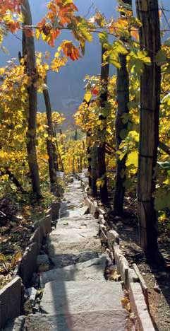 2. Il settore vinicolo 2.1 Le aziende vinicole 2.1.1 Le aziende vinicole della provincia di Trento Le aziende vinicole in attività in provincia di Trento ammontano a circa 155 unità così suddivise: TIPOLOGIA N.