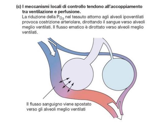 vasocostrizione e quindi