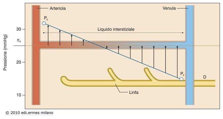 Legge di Starling Bilancio delle forze che regolano il passaggio di soluti ed acqua attraverso compartimenti Jv S Lp Pc Pi i c Flusso per unità di superficie Jv S Lp Coefficiente di permeabilità