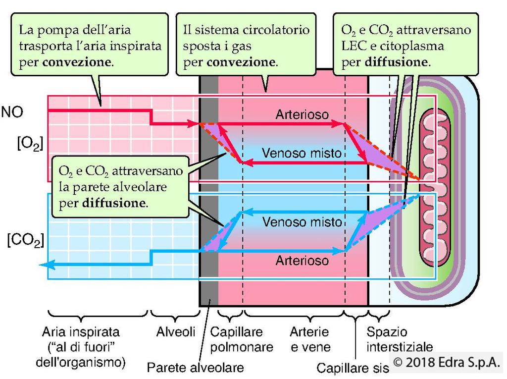 Il trasporto dell O 2 e della CO 2 nel sistema respiratorio è