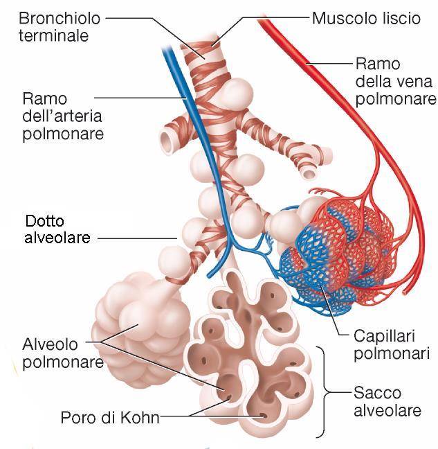 Zona Respiratoria Bronchiolo