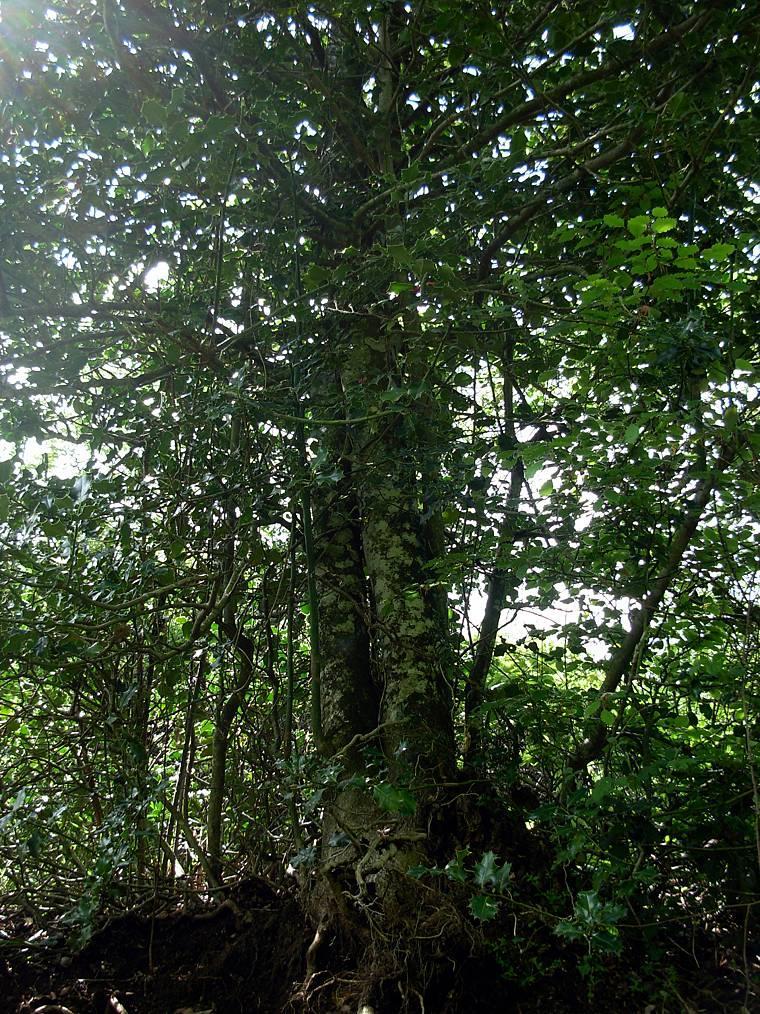 Diego Murgia, in data 11 maggio 2014, ci ha segnalato i seguenti 6 alberi notevoli: 1) esemplare singolo di agrifoglio (Ilex aquifolium L.