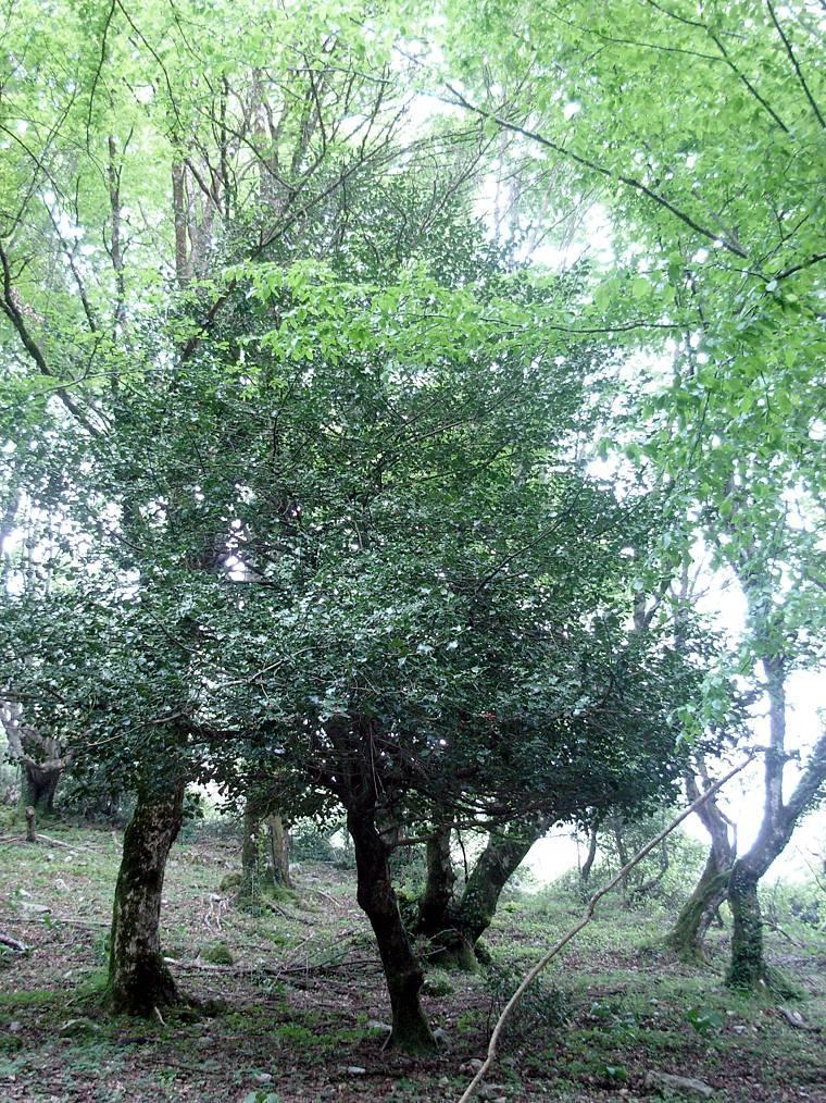 3) esemplare singolo di agrifoglio (Ilex aquifolium L.) all interno del Parco Regionale dei Monti Lucretili (Sentiero 303 San Polo- Pratone). latitudine: 42 02' 40.92" N longitudine: 12 49' 42.