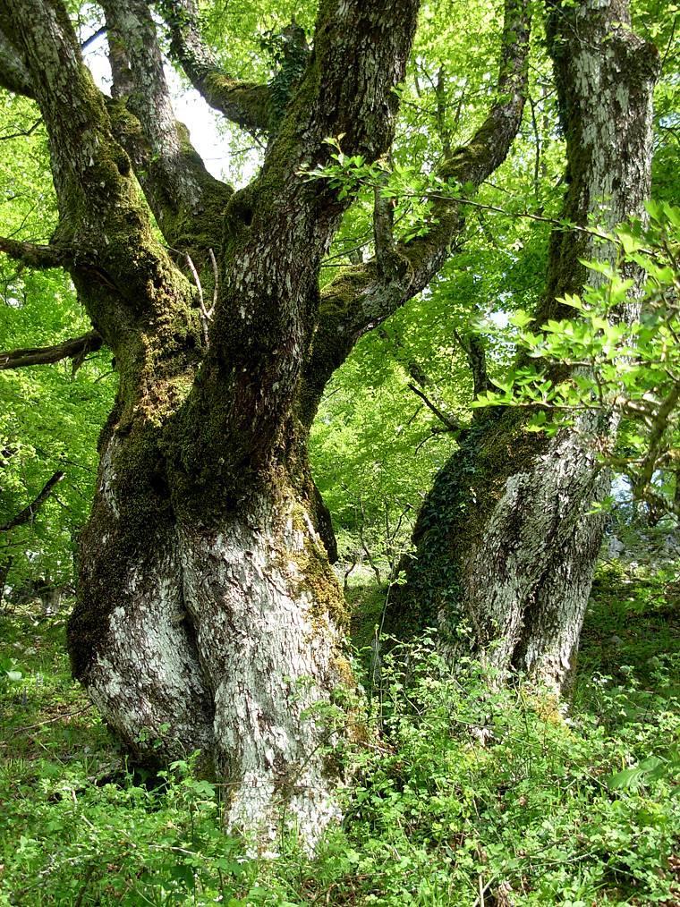 4) esemplare di acero campestre (Acer campestre L.) all interno del Parco Regionale dei Monti Lucretili (Pendici Cima di Spacca sul Pratone). latitudine: 42 03' 11.73" N longitudine: 12 49' 25.