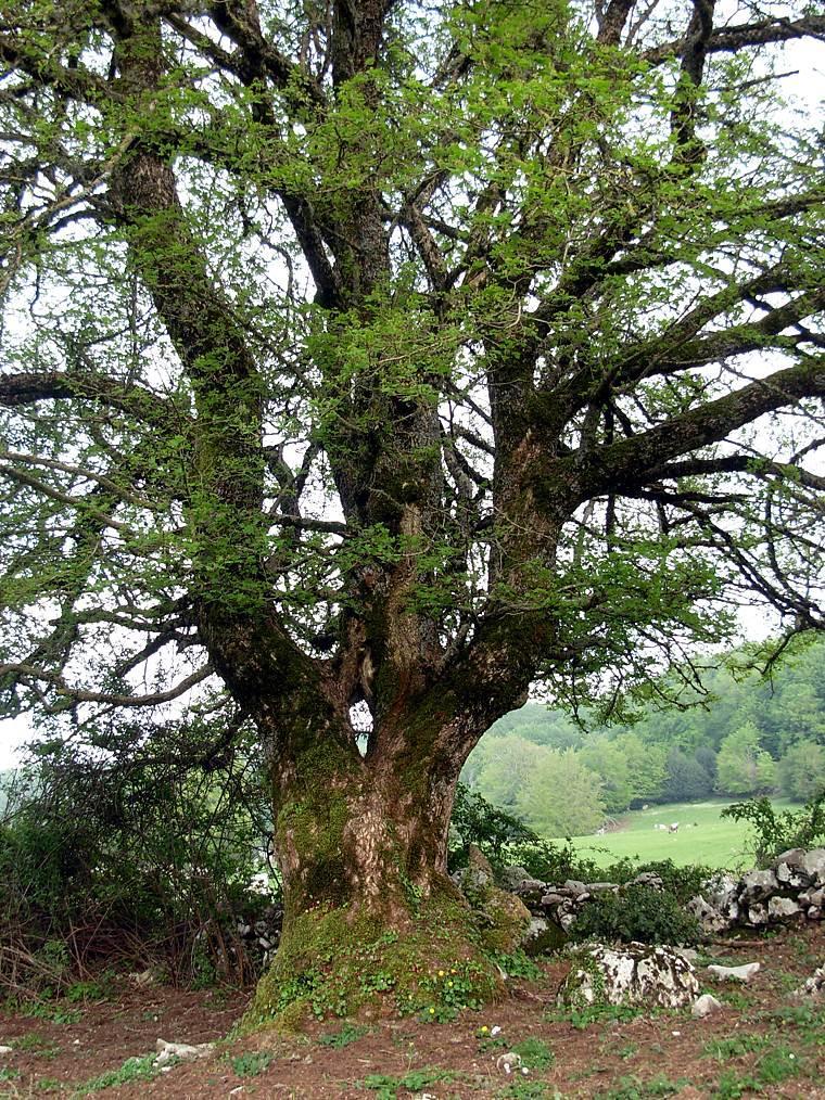 5) esemplare di acero campestre (Acer campestre L.) all interno del Parco Regionale dei Monti Lucretili (Sentiero 303E Valle Cavalera-Campitello). latitudine: 42 03' 21.