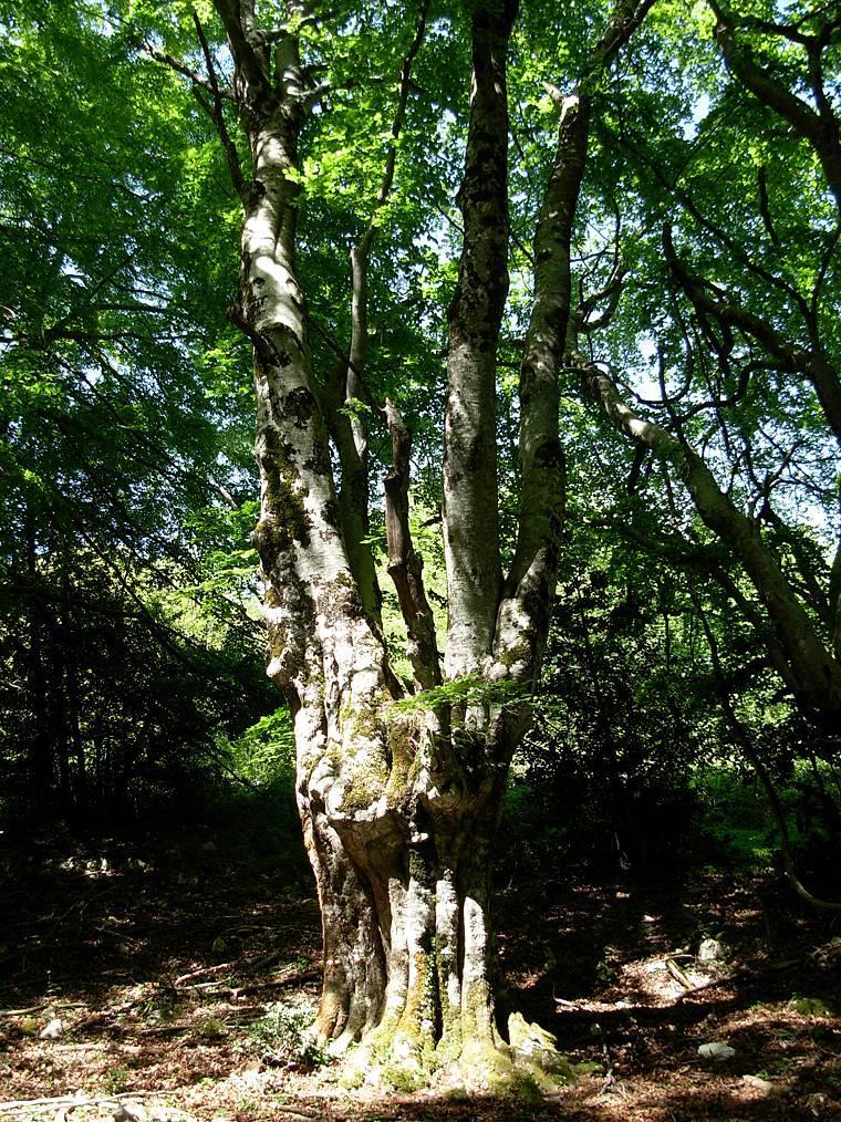Riconoscibili calpestio e sfregamento di armenti. 6) esemplare di faggio (Fagus sylvatica L.) all interno del Parco Regionale dei Monti Lucretili (Località Cima di Spacca).