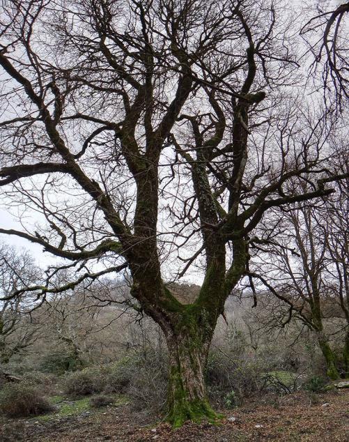 In data 21 dicembre 2014 il Sig. Diego Murgia ci ha segnalato i seguenti alberi notevoli: 1)esemplare singolo di acero campestre (Acer campestre L.