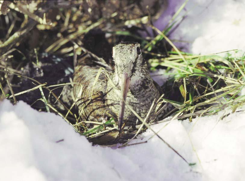 2009) di Wetlands International ribadisce gli stessi dati e la stessa stabilità della popolazione.