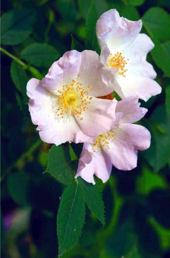 NOME SCIENTIFICO: ROSA CANINA Linneo SINONIMO: NOME COMUNE: Rosa canina, Rosa selvatica comune FAMIGLIA: Rosaceae ORIGINE: Europa, Asia occidentale ALTEZZA: fino a m 5 FIORITURA: Tarda primavera