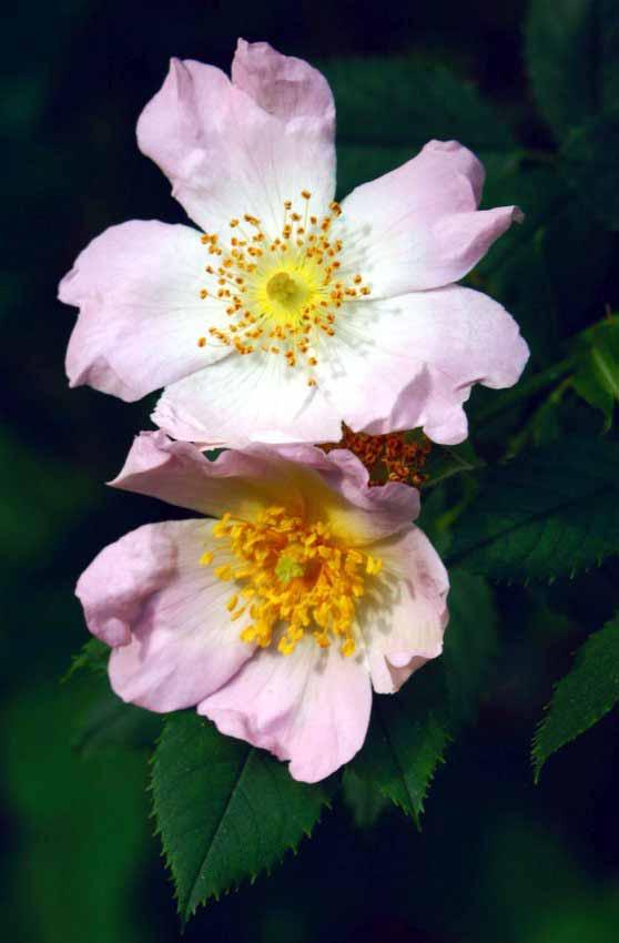 Rosa Canina Rosa