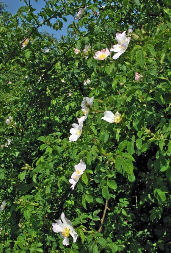 Rosa Canina Rosa