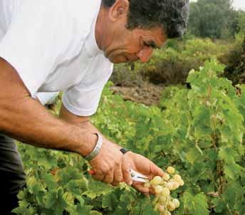 L annata 2006 in Sicilia è stata caratterizzata da un andamento climatico che ha richiesto una grande attenzione nella gestione dei vigneti, soprattutto nelle settimane immediatamente precedenti la