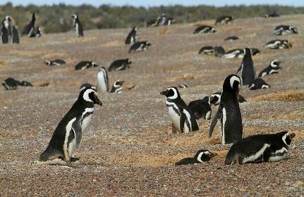 giornata nel canale di Beagle, tra i paesaggi mozzafiato dell estremo sud argentino, con