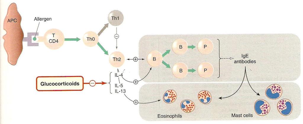 Ruolo dei linfociti T nell asma T cell T helper IL-4 R IgE R APC