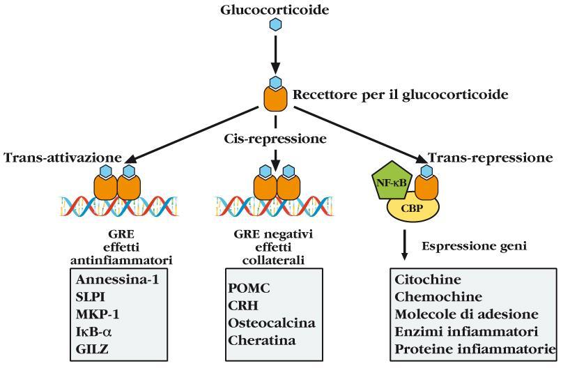 Effetti dei glucocorticoidi sulla espressione genica GRE- glucocorticoidi response element; SLPI inib.