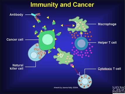 Effettori cellulari che mediano l immunità CTL: protettivi contro i tumori virali (es EBV) NK:Natural Killer Cells capaci di distruggere le cellule
