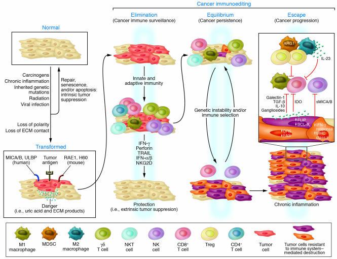 La risposta immunitaria può esercitare una pressione