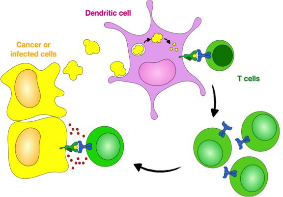 Le cellule dendritiche catturano gli