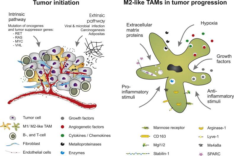 TAM: Tumor