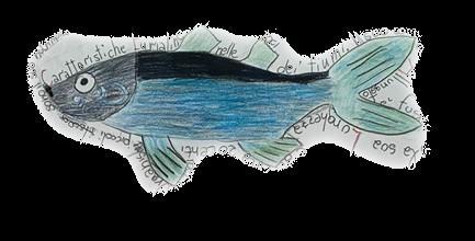Caratteristico del pesce è Eurialino va nelle Foci dei fiumi.